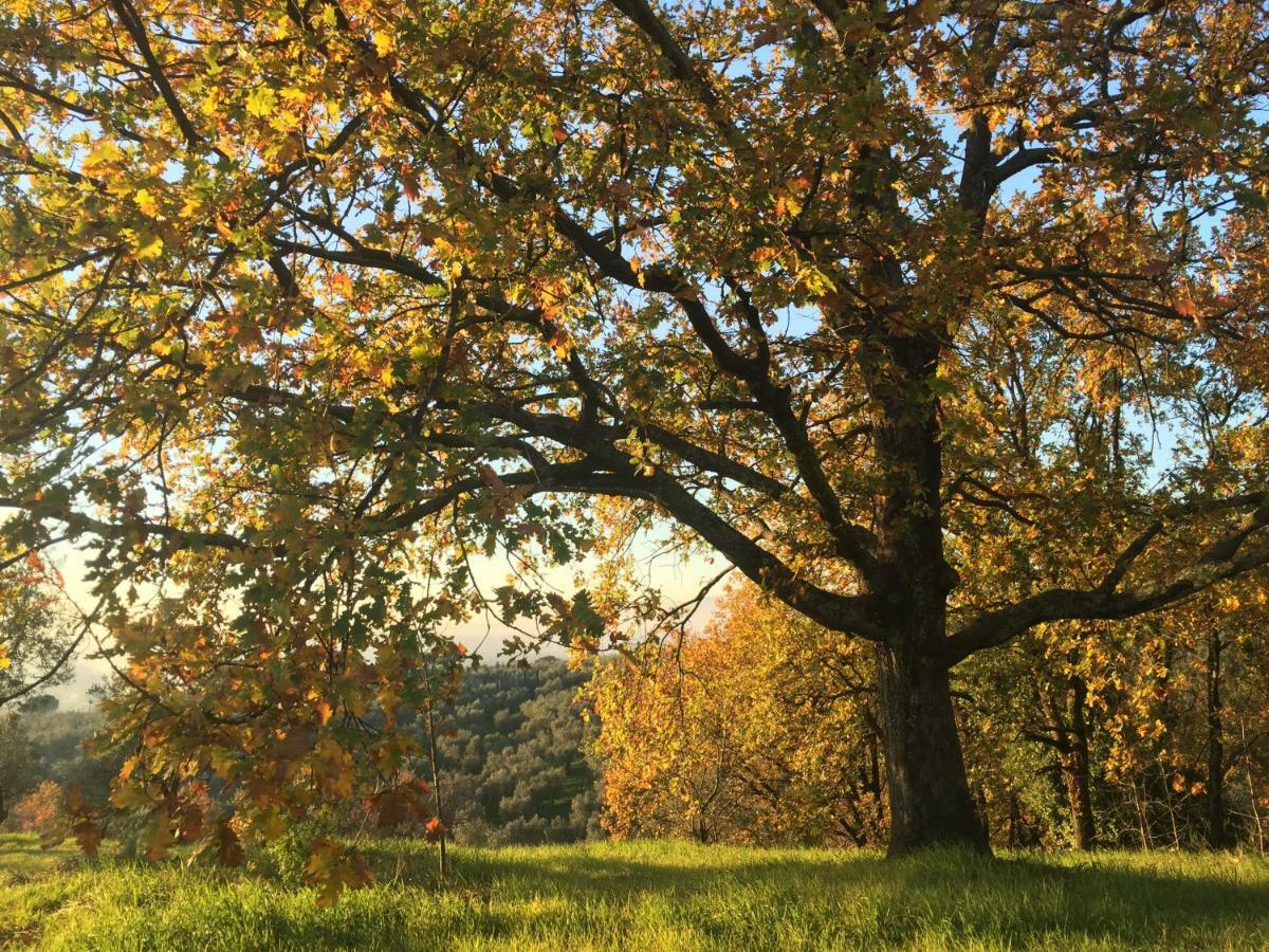 Agriturismo Podere Rondinaio 兰波雷基奥 外观 照片